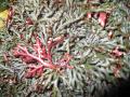 Ruby Red Club Moss / Selaginella erythropus 